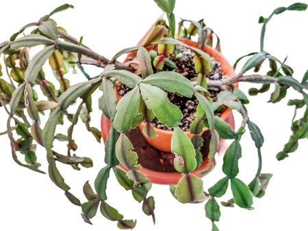 Christmas cactus plant isolated on white. Schlumbergera gaertneriの写真素材