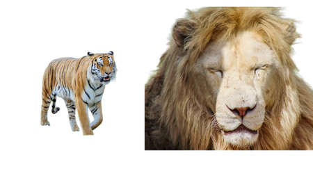 Collage with tiger and lion isolated on white backgroundの写真素材