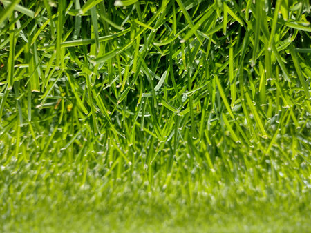 natural green lawn in the summer. Closeup lawn
