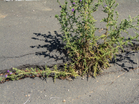 Plant emerging from the asphaltの写真素材