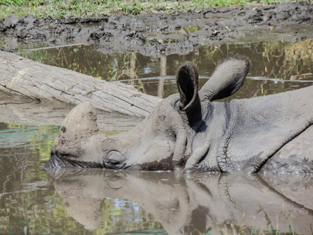 a rhinoceros sits in the water in summerの写真素材