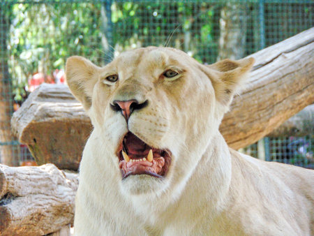 the lioness at the zoo, in summerの写真素材