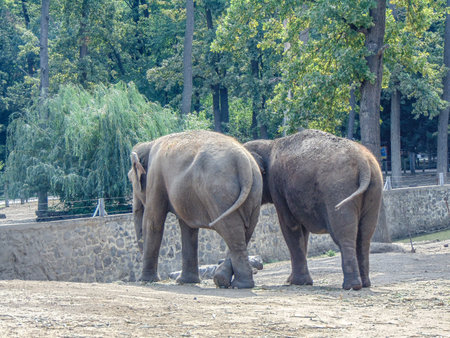 two asian elephants at the zoo