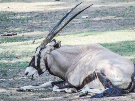 an Oryx antelope sits on the ground in summerの写真素材