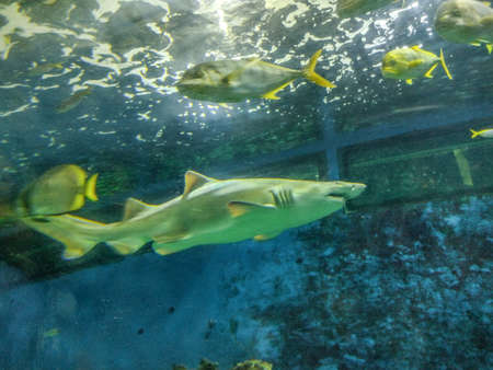 Shark in the water at the zooの写真素材