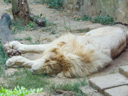 a lion sleeps in the zooの写真素材