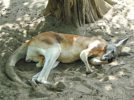 a kangaroo sits on the groundの写真素材
