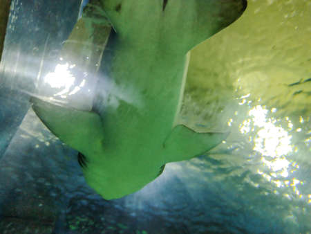 Shark in the water at the zooの写真素材