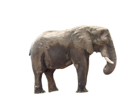 African elephant isolated on white backgroundの写真素材