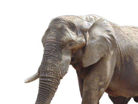 African elephant isolated on white backgroundの写真素材