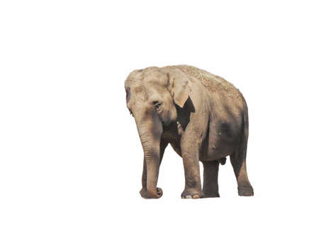 Asian elephant isolated on white backgroundの写真素材