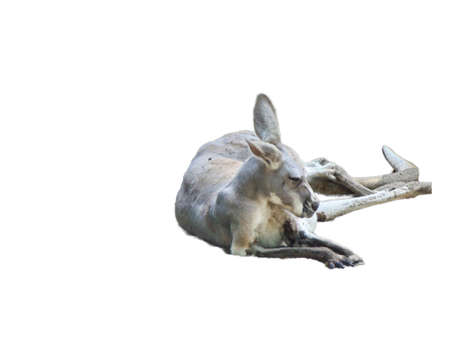 kangaroo isolated on white backgroundの写真素材