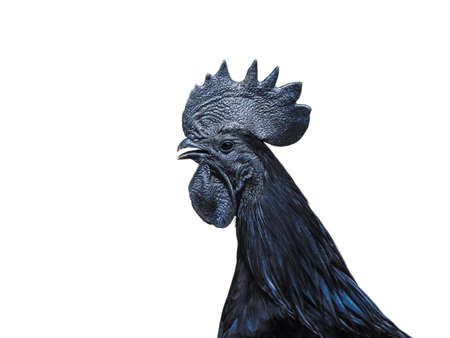 Black rooster isolated on white backgroundの写真素材