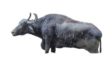 Buffalo isolated on white background