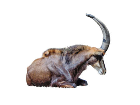 Sable antelope isolated on white backgroundの写真素材