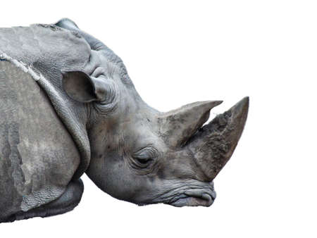 Rhino isolated on white backgroundの写真素材