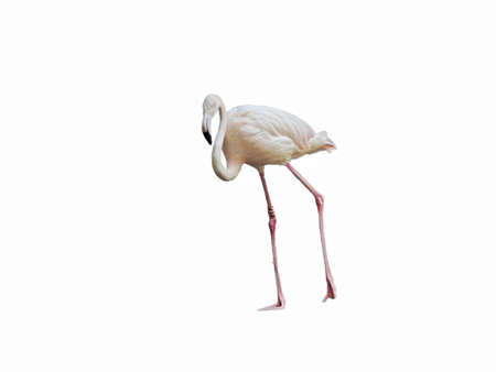 Flamingo isolated on white backgroundの写真素材