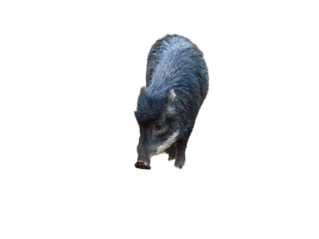 Peccary pig isolated on white backgroundの写真素材