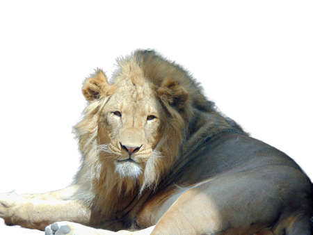 Lion isolated on white background. Big lion on whiteの写真素材