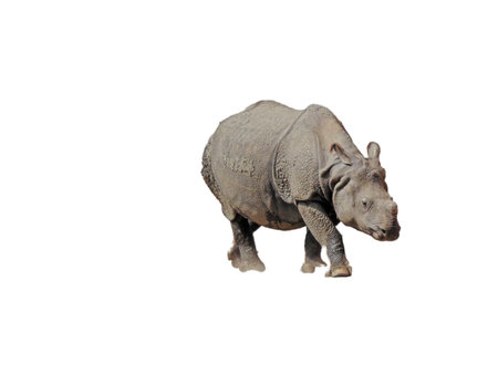 Indian rhinoceros isolated on white background