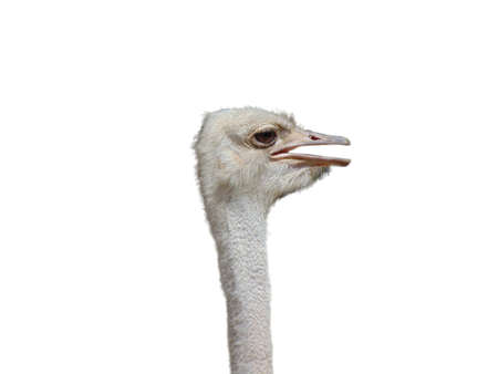 Ostrich isolated on white backgroundの写真素材