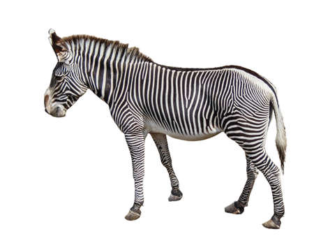 Grevy's zebra isolated on white backgroundの写真素材