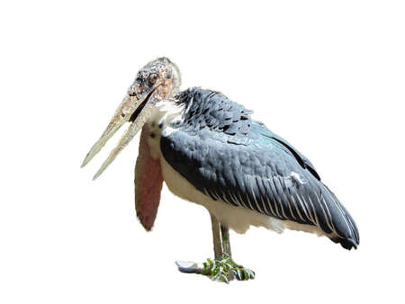 Marabou stork (Leptoptilos) isolated on whiteの写真素材