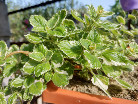Plectranthus glabratus plant closeup. Mosquito plant closeup