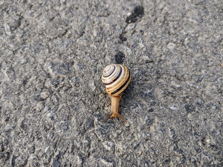 Snail on the asphalt in Romaniaの写真素材
