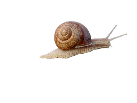Snail isolated on white backgroundの写真素材