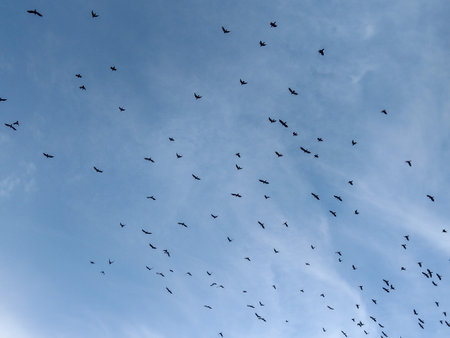crows flying in the sky in Romaniaの写真素材