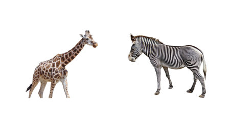 A giraffe and a zebra. Collageの写真素材