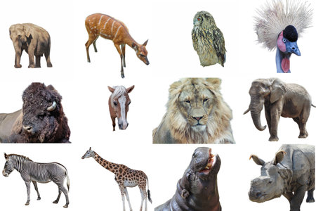 Collage with multiple animals â Asian elephant, Sitatunga antelope, Eurasian eagle owl, Grey-crowned crane, bison, horse, lion, African elephant, zebra, giraffe, hippopotamus, Indian rhinocerosの写真素材