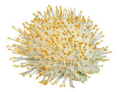 The Paintbrush Plant. Haemanthus albiflos flower isolated on whiteの写真素材