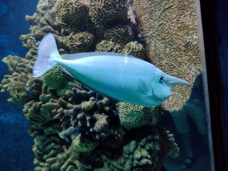 Unicorn fish in the water