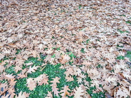 Brown oak leaves on the ground in autumnの写真素材