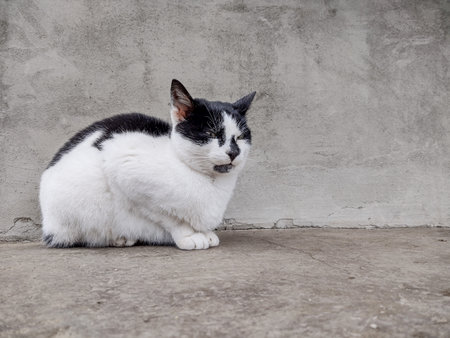 White cat with black spotsの写真素材