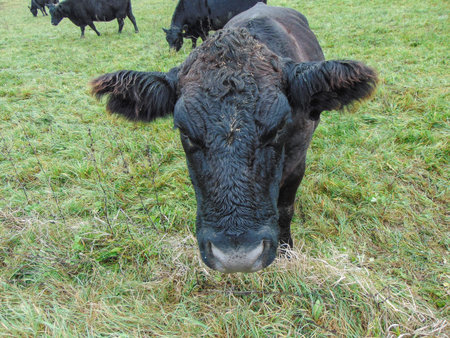 Black angus cow on pasture