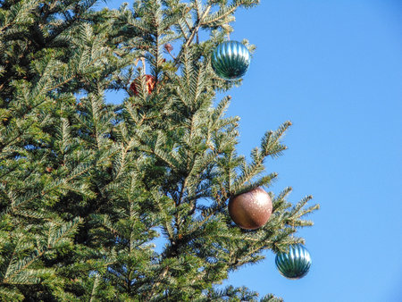 Big natural Christmas tree with globes. In Baia Mare city, Romaniaの写真素材