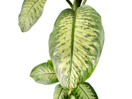 Dumb cane plant isolated on white. Dieffenbachia seguine plantの写真素材