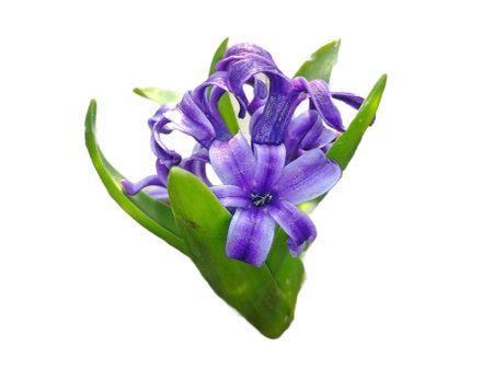 Hyacinth flower isolated on white background. Hyacinthus orientalisの写真素材