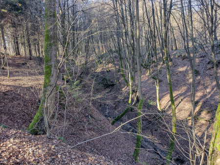 Forest landscape in January in Maramures county, Romania;の写真素材
