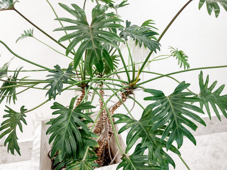 Philodendron Winterbourn plant. Philodendron xanaduの写真素材