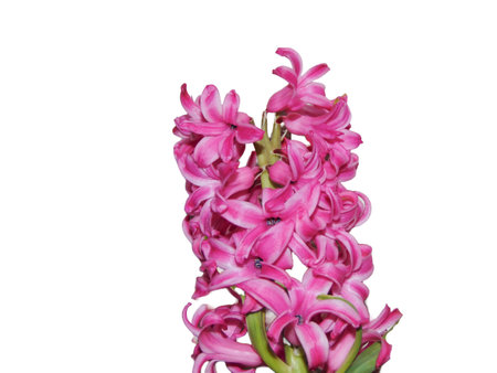 Pink Hyacinth flower isolated on white background. Hyacinthus orientalisの写真素材
