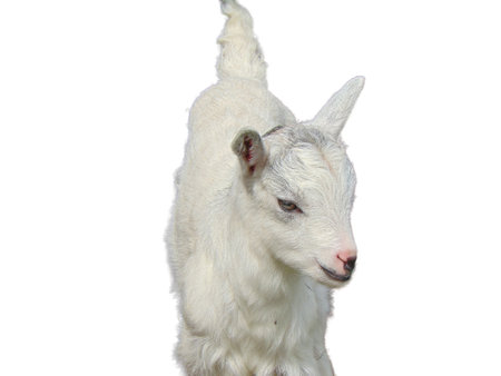 White yeanling isolated on white backgroundの写真素材