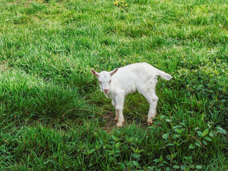 White yeanling in the grass. Little goat at the farmの写真素材