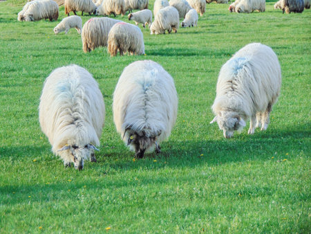 Flock of sheep grazing in Maramures county, Romaniaの写真素材