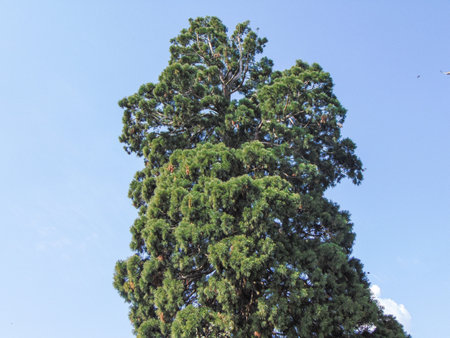 Sequoia gigantea tree in the village of Ardusat in Maramures county, Romania. The tree is over 200 years oldの写真素材