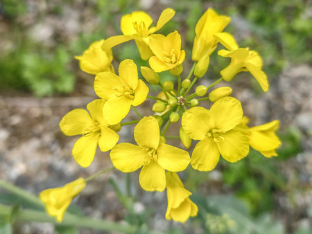 Rapeseed flowers in the spring in Maramures county, Romania