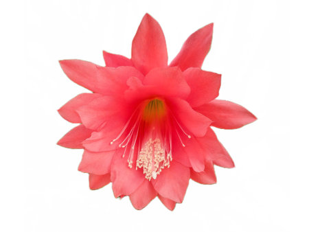 Red flower from a Orchid Cactus. Disocactus ackermanniiの写真素材